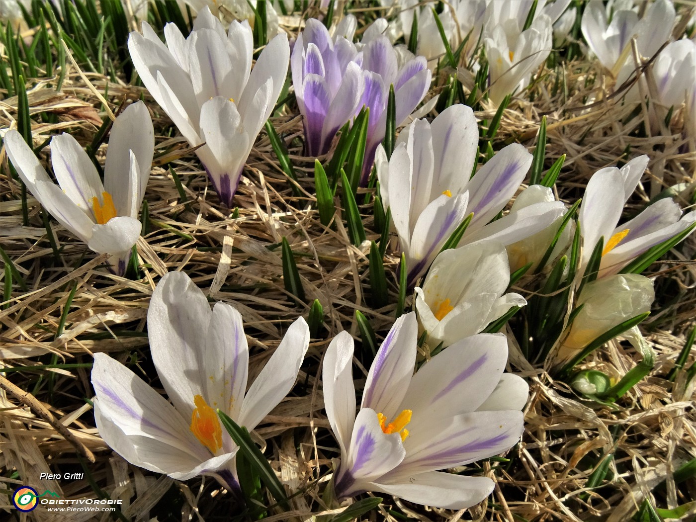 74 Crocus vernus bianchi e violetti.JPG